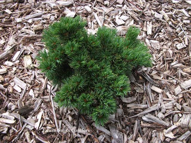 Pinus parviflora 'Filips Blue Diamond'